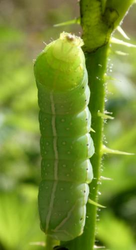 Amphipyra pyramidea
